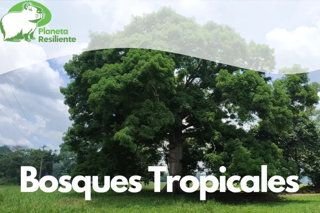 BOSQUE TROPICAL