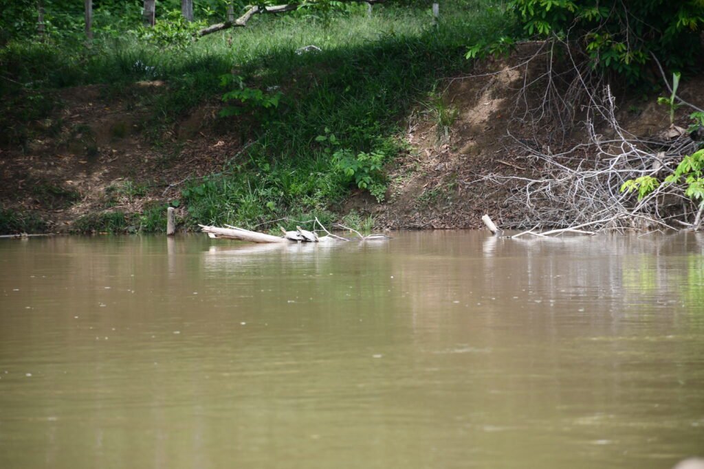 Tortuga de Río o podocnemmis lewyana