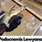 Podocnemis lewyana o tortuga de río