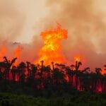 incendios forestales