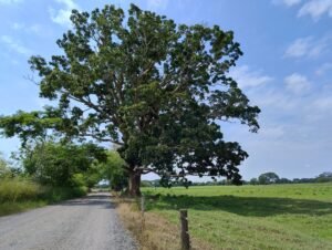 Old tree in Caribbean lowlands.