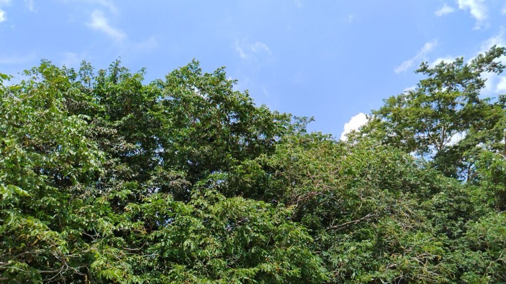 Old tree in Caribbean lowlands.