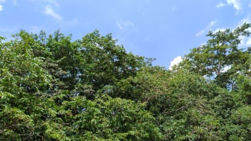 Old tree in Caribbean lowlands.