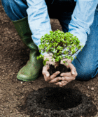 URBAN REFORESTATION