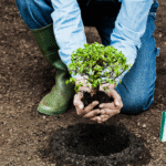 URBAN REFORESTATION