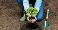 URBAN REFORESTATION