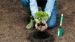 URBAN REFORESTATION