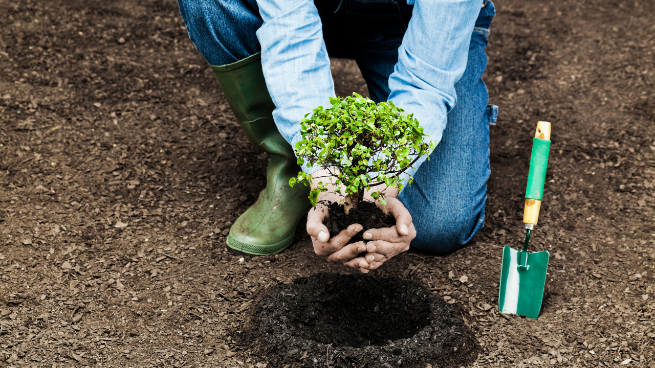 URBAN REFORESTATION