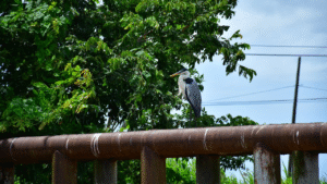 ave en la naturaleza