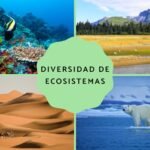 ¿Cuáles son los 4 tipos de biodiversidad?