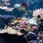 Impacto del cambio climático en los ecosistemas marinos