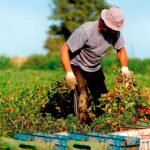 Desarrollo sostenible en la agricultura: retos y oportunidades