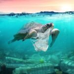 ¿Cuáles son 5 soluciones para los problemas ambientales?