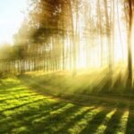 ¿Cuáles son las características ambientales?