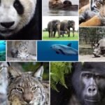 ¿Cuántas especies de plantas y animales hay?