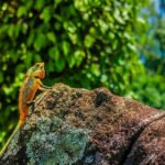 ¿Cómo se califica la biodiversidad?