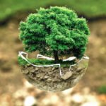 ¿Cuántas especies de plantas hay en el mundo?