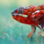 ¿Cuántas especies de animales hay en el planeta Tierra?