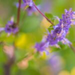 ¿Qué es la biodiversidad y cómo se mide en un ecosistema?