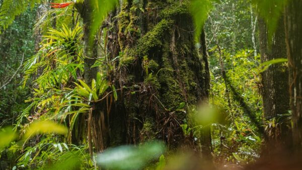 Importancia de los bosques en el equilibrio ecológico