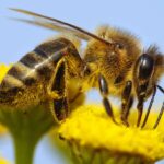How loss of pollinators threatens food systems under warming