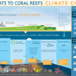 How coral bleaching signals rising ocean temperature stressors