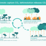 How deforestation contributes to rising carbon dioxide concentrations