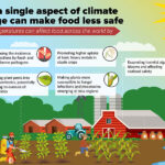 How frequent extreme weather events disrupt food security