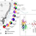 How genetic diversity buffers species under rapid climate shifts
