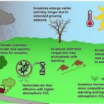 How invasive species worsen ecosystem vulnerability to climate