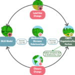How species extinction worsens ecosystem services carbon uptake
