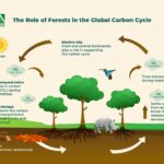 How sustainable forestry supports carbon capture and storage