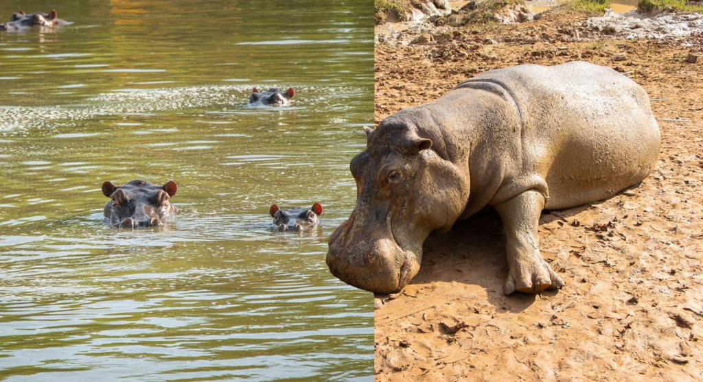 hipopótamos desata debate ambiental y ético