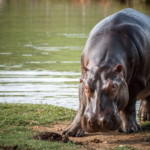 Colombia frente a una decisión controversial: el manejo de los hipopótamos desata debate ambiental y ético