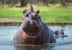 hipopotamos de colombia