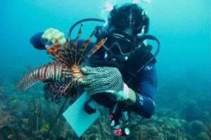 pez león invasor en la costa caribe